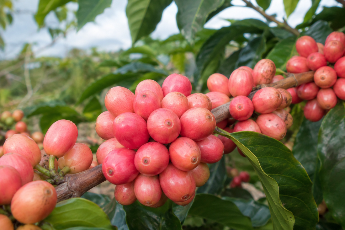 Cerezas maduras de café Bourbon Rosado en una planta de cafeto