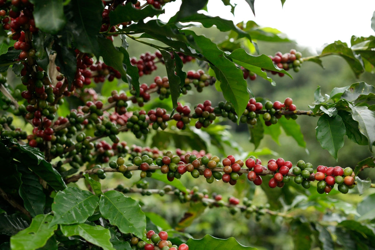 Cerezas de café maduras en una planta